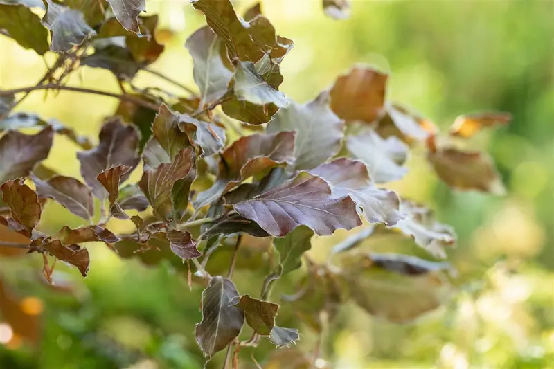 fagus sylv. 'atropunicea' 14/16 DKL KUBUS - afbeelding 1