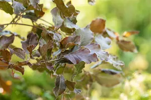 fagus sylv. 'atropunicea' 14/16 DKL KUBUS - afbeelding 5