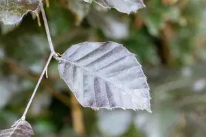 fagus sylv. 'atropunicea' 14/16 DKL KUBUS - afbeelding 3