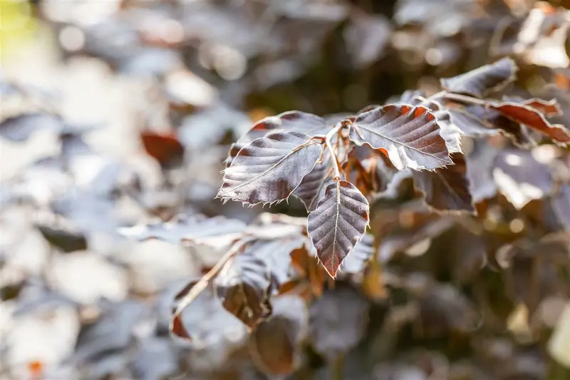fagus sylv. 'atropunicea' 14/16 DKL KUBUS - afbeelding 4