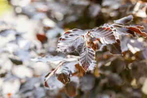 fagus sylv. 'atropunicea' 14/16 DKL KUBUS - afbeelding 4