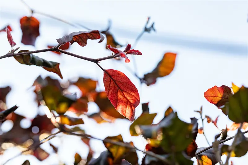 fagus sylv. 'atropunicea' 14/16 DKL KUBUS - afbeelding 5