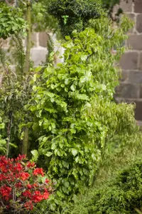 fagus sylv. 'dawyck' ( 'fastigiata') (175-200 cm) - afbeelding 2
