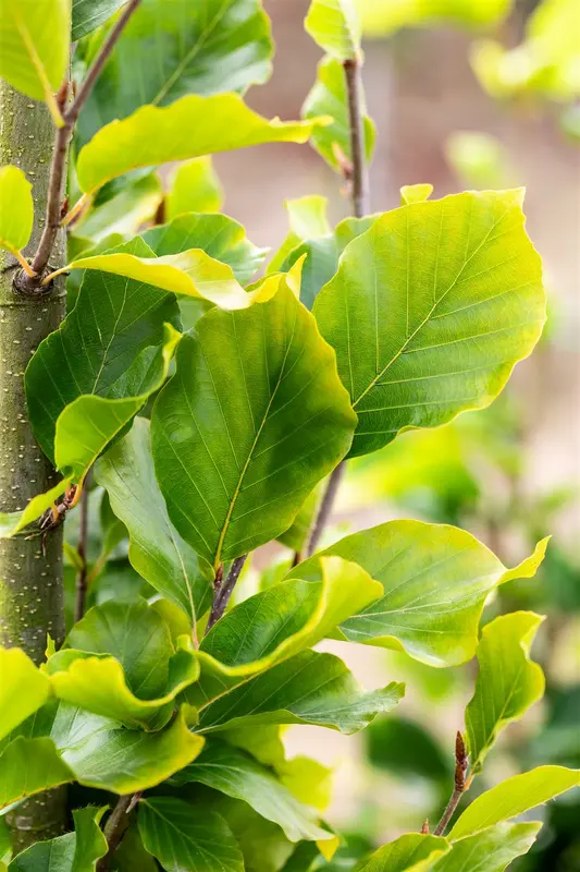 Fagus sylv. 'Dawyck Gold' 12/14 BEVEERD C - afbeelding 3