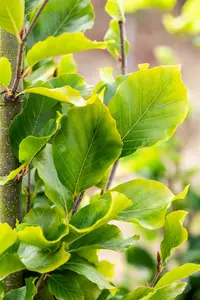 Fagus sylv. 'Dawyck Gold' 12/14 BEVEERD C - afbeelding 3