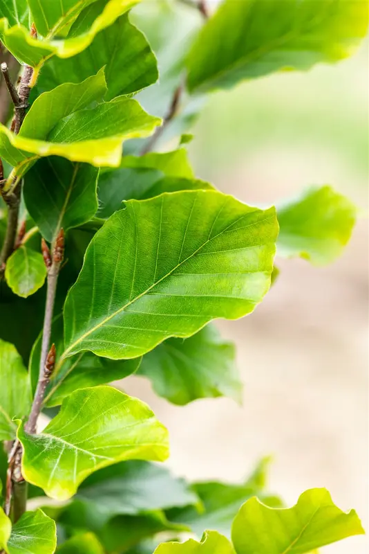 Fagus sylv. 'Dawyck Gold' 12/14 BEVEERD C - afbeelding 1