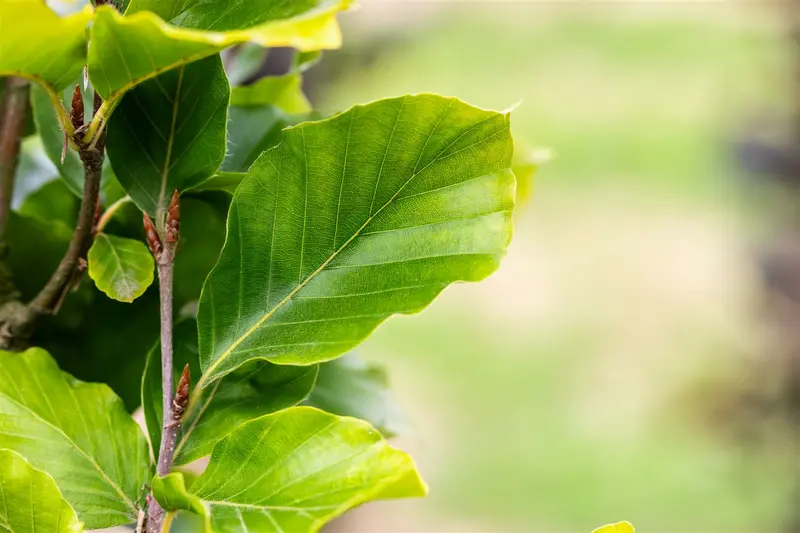 Fagus sylv. 'Dawyck Gold' 12/14 BEVEERD C - afbeelding 2