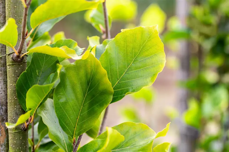 Fagus sylv. 'Dawyck Gold' 12/14 BEVEERD C - afbeelding 4