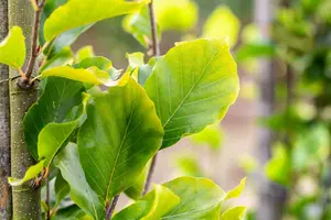 Fagus sylv. 'Dawyck Gold' 12/14 BEVEERD C - afbeelding 4