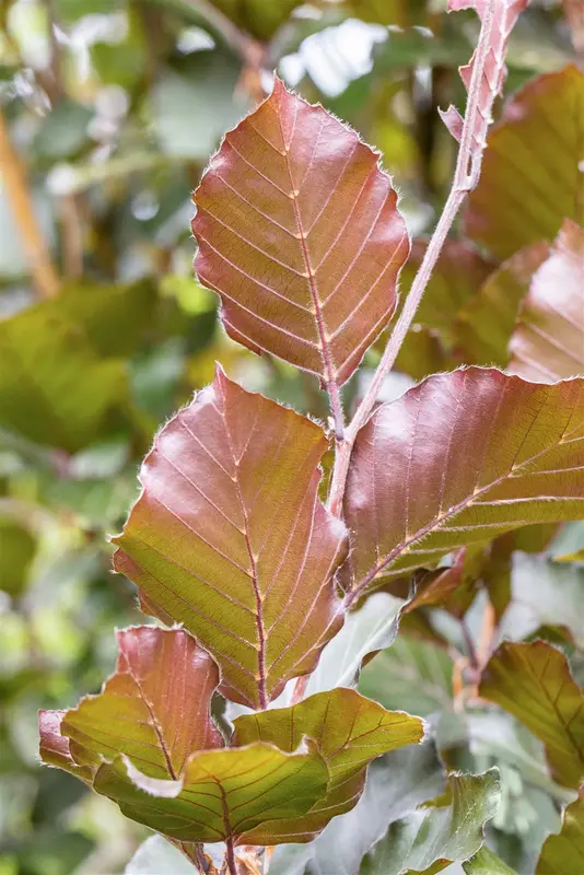 Fagus sylv. 'Dawyck Purple' 10/12 BEVEERD C - afbeelding 2