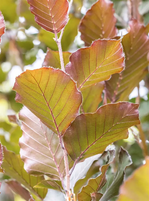 Fagus sylv. 'Dawyck Purple' 10/12 BEVEERD C - afbeelding 1