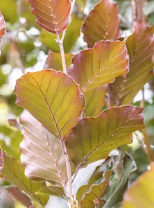 Fagus sylv. 'Dawyck Purple' 10/12 BEVEERD C - afbeelding 1