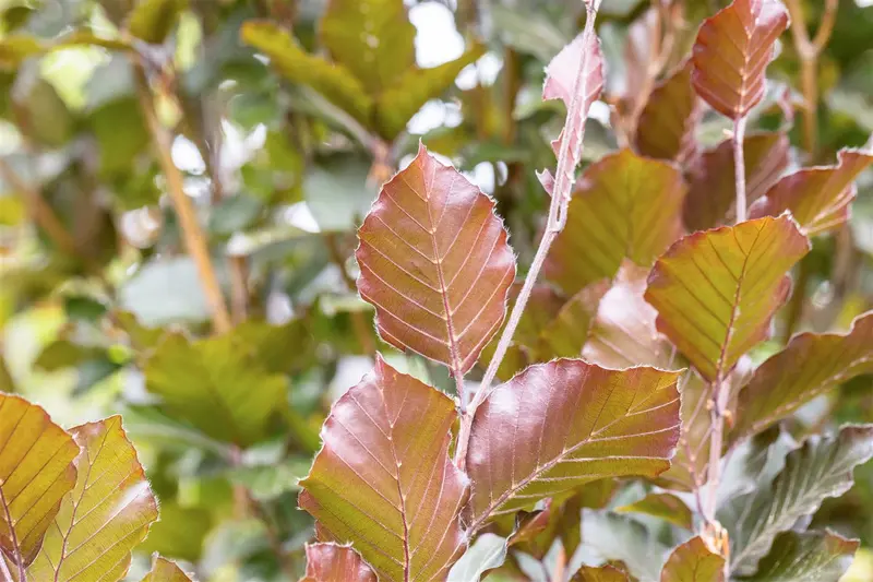 Fagus sylv. 'Dawyck Purple' 10/12 BEVEERD C - afbeelding 3