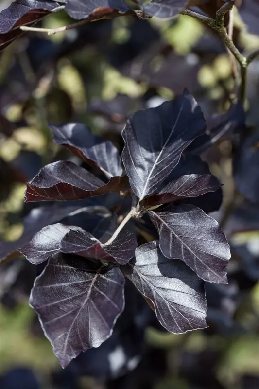 fagus sylv. 'dawyck purple' (175-200 cm) C18 - afbeelding 1