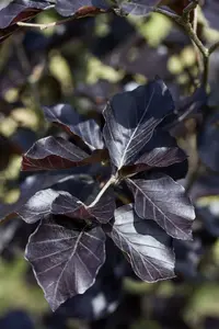 fagus sylv. 'dawyck purple' 8/10 - afbeelding 4