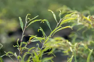 Fagus sylv. 'Mercedes' STAM/ 80 C11 - afbeelding 2