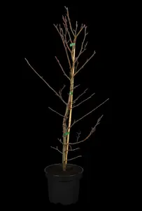 Fagus sylv. 'Midnight Feather' 175-200   C12 - afbeelding 1