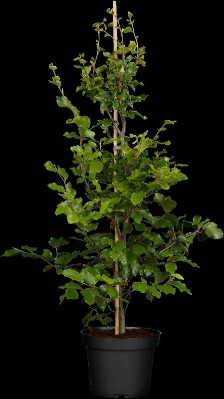 Fagus sylv. 'Midnight Feather' 175-200   C12 - afbeelding 2