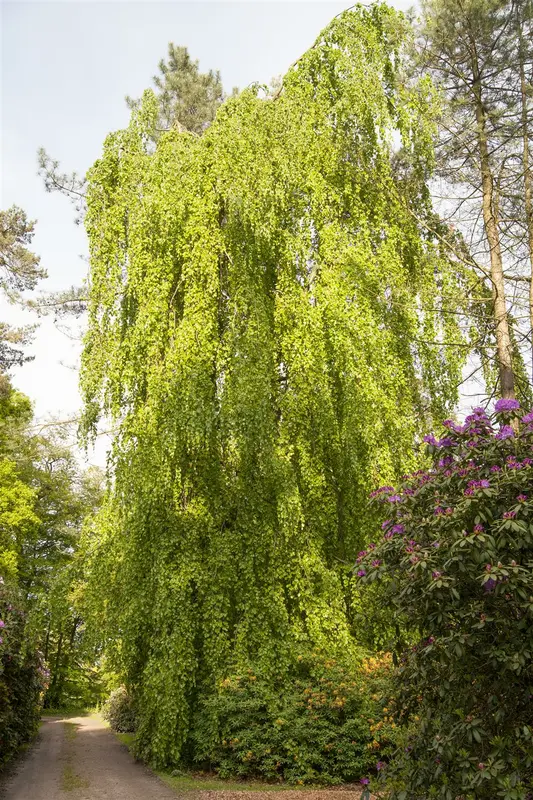 fagus sylv. 'pendula' (HOcm) - afbeelding 1