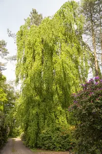 fagus sylv. 'pendula' (HOcm) - afbeelding 5