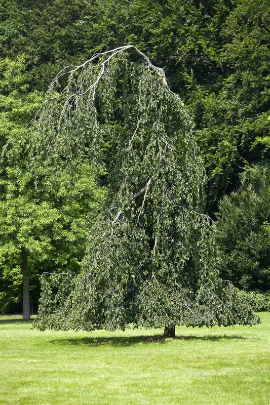 fagus sylv. 'pendula' (HOcm) - afbeelding 3