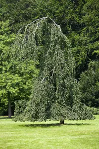 fagus sylv. 'pendula' (HOcm) - afbeelding 3