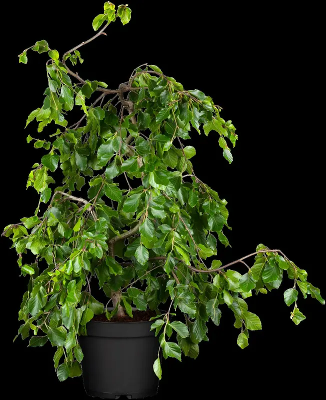 fagus sylv. 'pendula' (HOcm) - afbeelding 2