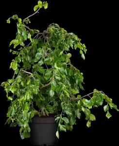 fagus sylv. 'pendula' (HOcm) - afbeelding 2