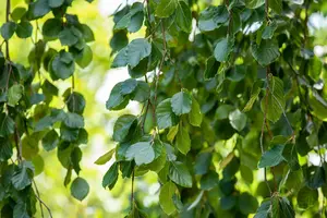 fagus sylv. 'pendula' (HOcm) - afbeelding 4