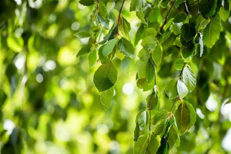 fagus sylv. 'pendula' (HOcm) - afbeelding 5
