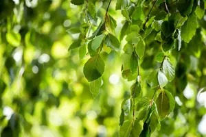 fagus sylv. 'pendula' (HOcm) - afbeelding 5
