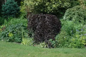 Fagus sylv. 'Purpurea Pendula' 8/10 BEVEERD C - afbeelding 2