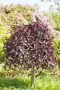 fagus sylv. 'purpurea pendula' (HOcm) - afbeelding 3