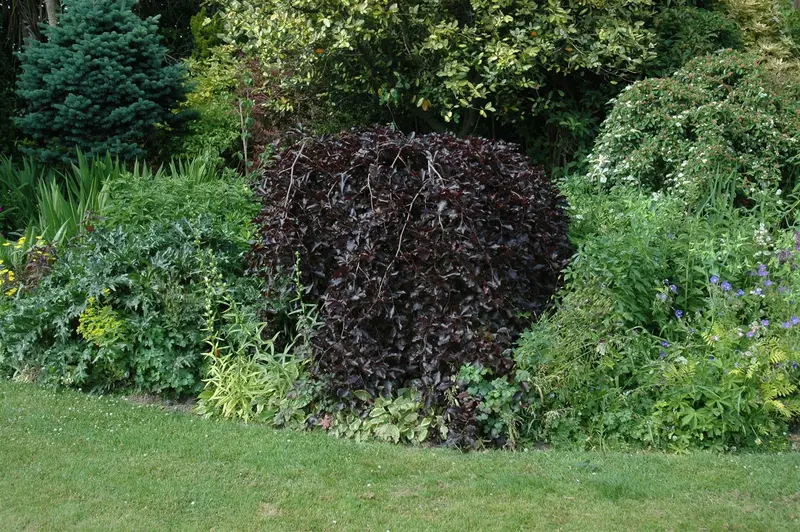 fagus sylv. 'purpurea pendula' (HOcm) - afbeelding 3