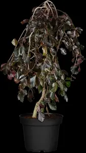 fagus sylv. 'purpurea pendula' (HOcm) - afbeelding 2