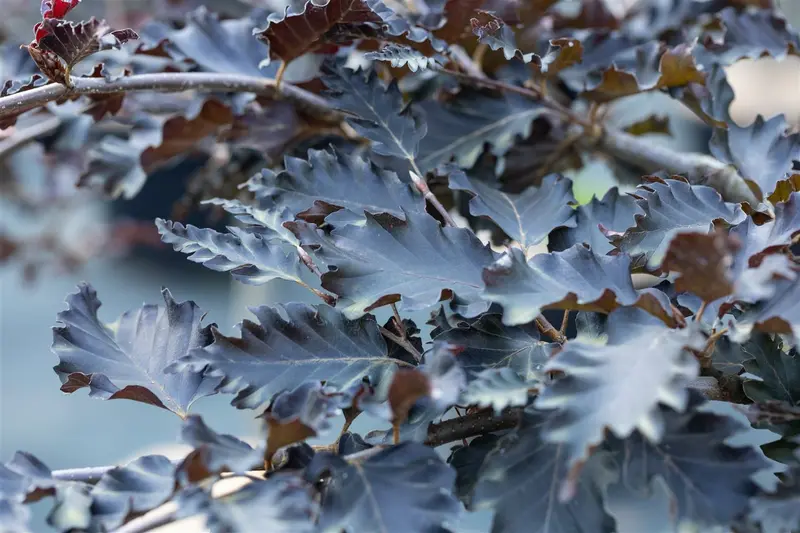 Fagus sylv. 'Rohan Red Weeping' STAM/200   C65 - afbeelding 2