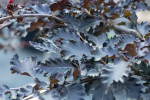 Fagus sylv. 'Rohan Red Weeping' STAM/200   C65 - afbeelding 2