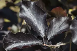 Fagus sylv. 'Swat Magret' 175-200 C15