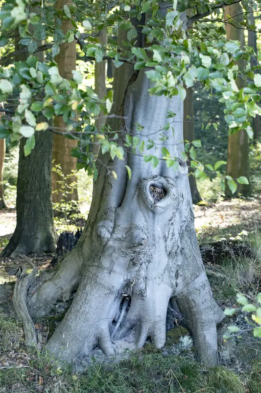 Fagus sylvatica 12/14 BEVEERD C - afbeelding 4