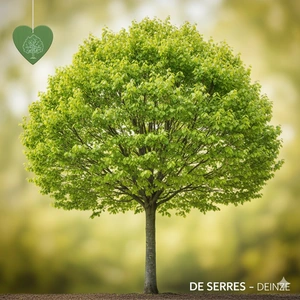 Fagus sylvatica 12/14 (HO)