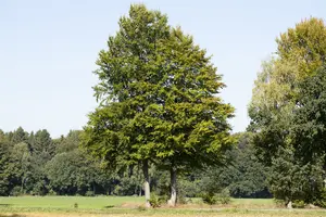 Fagus sylvatica 18/20 BEVEERD DKL - afbeelding 5