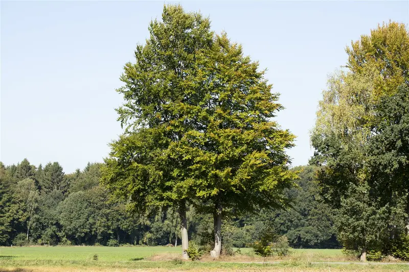 Fagus sylvatica 200X100X40 QUICKHEDGE - afbeelding 5