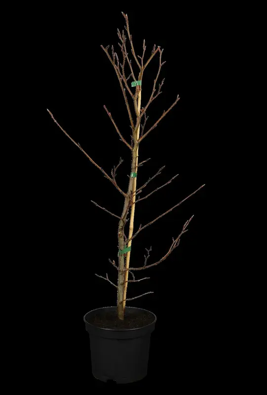 fagus sylvatica (60- 80 cm) - afbeelding 1
