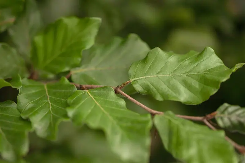 fagus sylvatica (60- 80 cm) - afbeelding 3