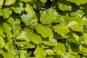 fagus sylvatica (60- 80 cm) - afbeelding 4