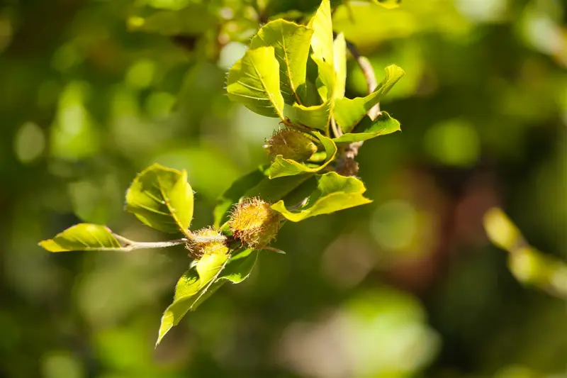 fagus sylvatica (60- 80 cm) - afbeelding 5