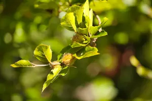 fagus sylvatica (60- 80 cm) - afbeelding 5