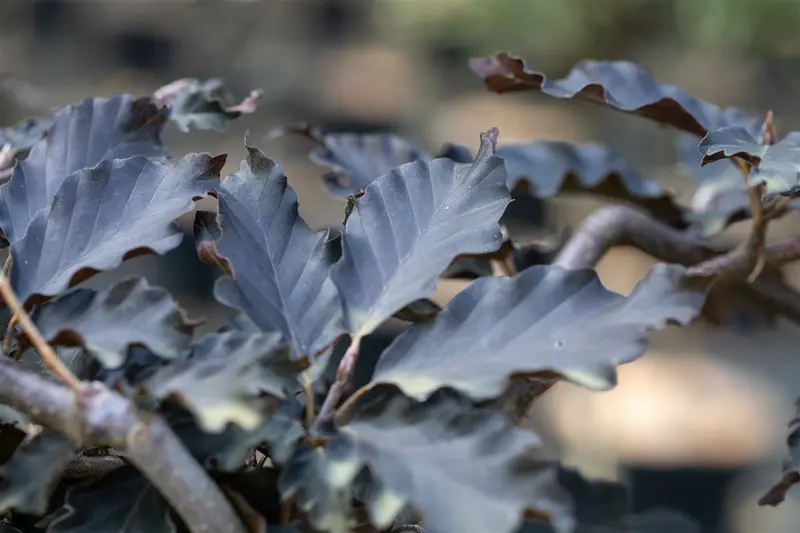 FAGUS SYLVATICA 'ROHAN GREEN WEEPING' STAM/ 150 C45 - afbeelding 1