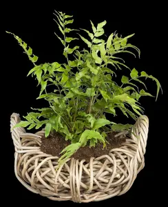 cyrtomium falcatum (polystichum falc.) P9 - afbeelding 3