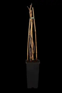 fallopia baldschuanica ( aubertii) (50- 60cm) - afbeelding 1